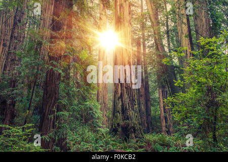 Sunny Redwood Forest in Northern California, United States. Forestry Theme. Stock Photo