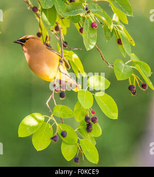 Birds, Adult Cedar Waxwing perched on Service Berry Tree, Idaho, USA Stock Photo