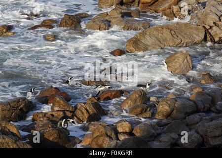 African penguins exit the ocean over rocks and return to their colony in Betty's Bay, South Africa Stock Photo