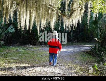 A hiker walks beneath live oak trees covered with Spanish moss at Princess Place Preserve Flagler county Florida Stock Photo