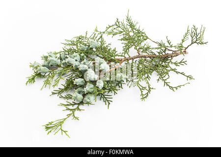 Cypress twigs with berries, isolated on white. Stock Photo