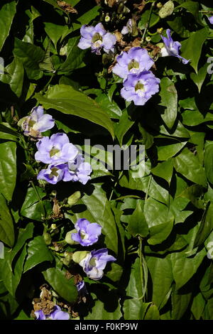 Sky vine, Thunbergia grandiflora, Blue Sky Vine, Bengal Clock Vine Stock Photo