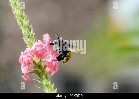 Bumble bee gathering nectar from a flower Stock Photo