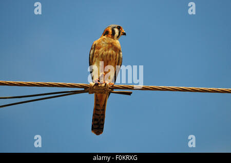 Beautiful American Kestrel (Falco sparverius)  perched on electric wires eating a grasshopper Stock Photo