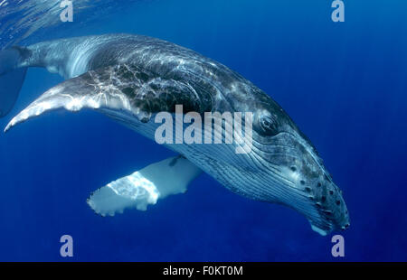 HUMPBACK WHALE SWIMMING CLOSE TO SURFACE Stock Photo