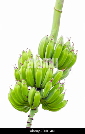 Close-Up Of Fresh Organic Green Banana Bunch at Farm Stock Photo by kjekol