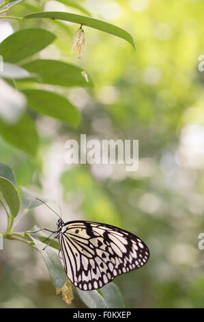 Rice Paper or Paper Kite Butterfly ( Idea leuconoe ) Ryugujo Butterfly Gardens, Motobu, Okinawa, Japan Stock Photo