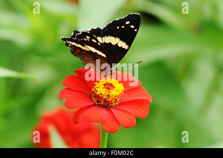 Beautiful Banded Peacock (Anartia fatima) butterfly posed on a red flower feeding Stock Photo