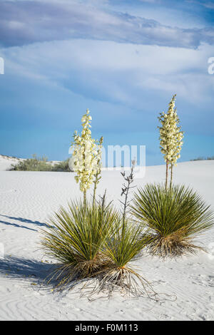 Blooming yucca plants in the white gypsum dunes of the White Sands National Monument near Alamogordo, New Mexico, USA. Stock Photo