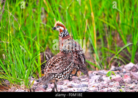 Group of Crested Bobwhite quail  ( Colinus cristatus) running into the safety of the bushes beside a dirt road Stock Photo