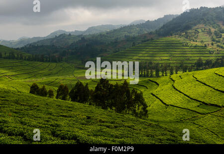 Tea plantations of western Rwanda, Africa Stock Photo