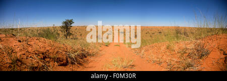 Panorama of a track going towards the red sand desert in Kgalagadi Transfrontier Wildlife National Park Stock Photo