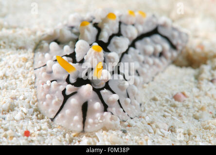 Bohol Sea, Philippines. 15th Oct, 2014. nudibranch or sea slug (Phyllidia elegans) Bohol Sea, Philippines, Southeast Asia © Andrey Nekrasov/ZUMA Wire/ZUMAPRESS.com/Alamy Live News Stock Photo