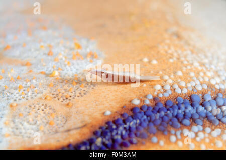 Bohol Sea, Philippines. 15th Oct, 2014. starfish shrimp (Periclimenes soror) Bohol Sea, Philippines, Southeast Asia © Andrey Nekrasov/ZUMA Wire/ZUMAPRESS.com/Alamy Live News Stock Photo