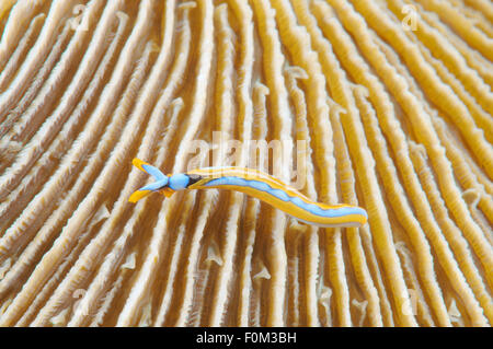 Bohol Sea, Philippines. 15th Oct, 2014. Sapsucking Slug (Thuridilla lineolata) Bohol Sea, Cebu, Philippines, Southeast Asia © Andrey Nekrasov/ZUMA Wire/ZUMAPRESS.com/Alamy Live News Stock Photo