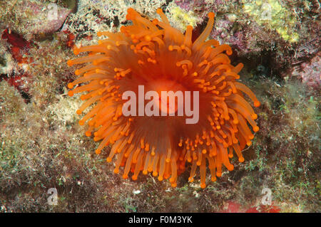 Bohol Sea, Philippines. 15th Oct, 2014. Rose Anemone (Urticina coriacea) Bohol Sea, Philippines, Southeast Asia © Andrey Nekrasov/ZUMA Wire/ZUMAPRESS.com/Alamy Live News Stock Photo