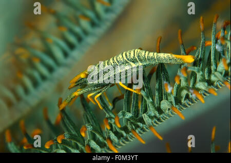 Bohol Sea, Philippines. 15th Oct, 2014. Amboinensis Crinoid shrimp (Periclimenes amboinensis) Bohol Sea, Philippines, Southeast Asia © Andrey Nekrasov/ZUMA Wire/ZUMAPRESS.com/Alamy Live News Stock Photo