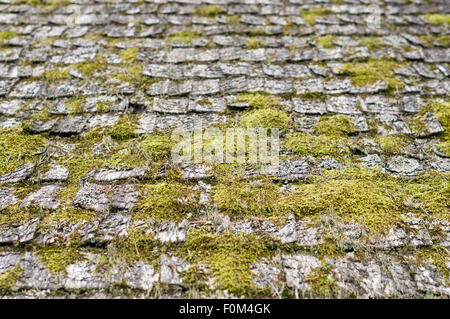 Closeup on old and weathered wooden roof shingle covered by moss Stock Photo