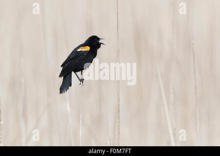 Red-winged Blackbird - male showing orange not red Agelaius phoeniceus Ontario, Canada BI027050 Stock Photo