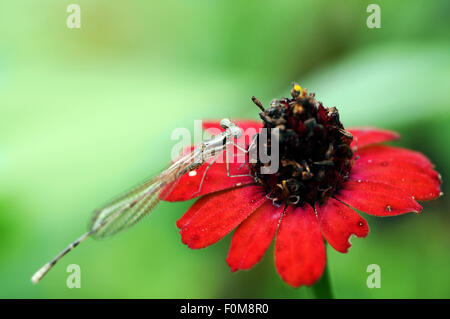 Beautiful  dragonfly perched on a  red flower Stock Photo