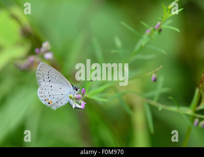 Beautiful Eastern Tailed-blue (Everes comyntas) drinking nectar from a wild flower Stock Photo