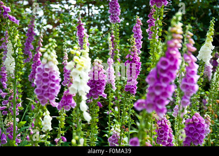 Purple and white cream foxgloves foxglove flower flowers flowering in summer England UK United Kingdom GB Great Britain Stock Photo