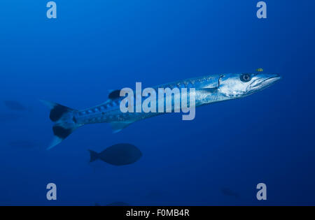 Dugong surrounded by yellow pilot fish Stock Photo