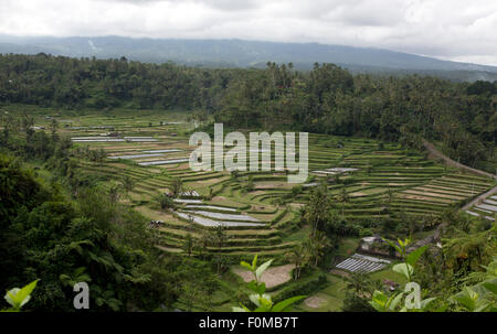 Bali rice fields Stock Photo