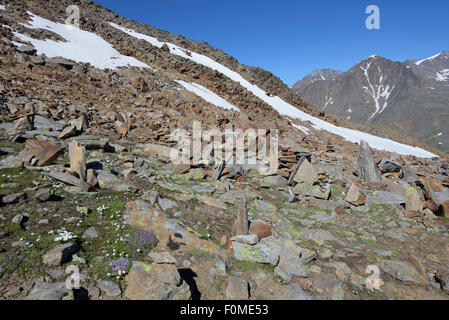 slope full of rocks covered with moss, lichens and flowers, Oetztal, Austria Stock Photo