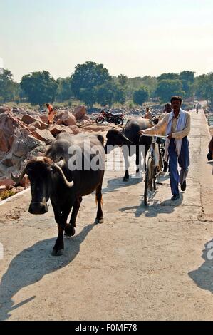 Cyclist and water buffalo crossing the foot bridge over the river Betwa towards Orchha, Madhya Pradesh, Northern India Stock Photo