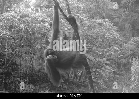 Mother Orangutan hanging around in the jungle