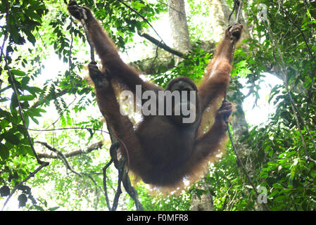 Orangutan hanging in a tree in the jungle of Borneo, holding a baby. Animal  wildlife Stock Photo - Alamy