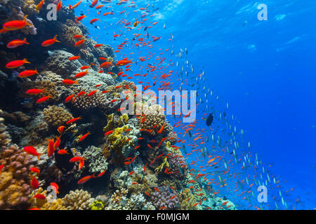 Underwater coral reef Stock Photo