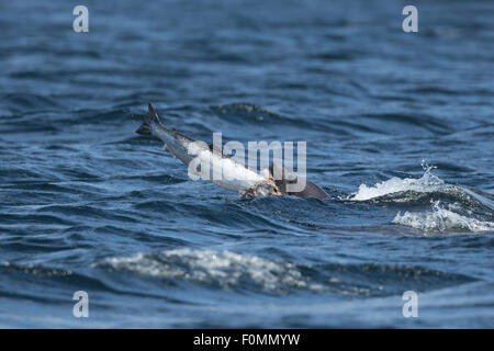 Bottlenose Dolphin hunting salmon in the Moray Firth Stock Photo
