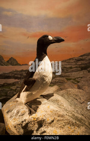 Great Auk (Pinguinus impennis). Natural History Museum. University of Oslo. Norway. Stock Photo