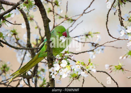 Ring Necked Parakeet in Blossom Tree Stock Photo