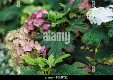Hydrangea Quercifolia Snow Queen, late summer.Hydrangeaceae Stock Photo
