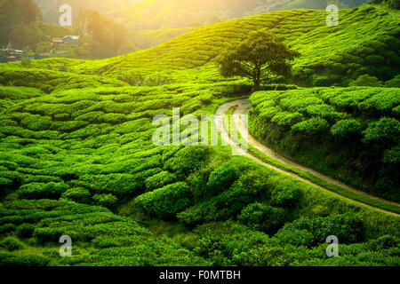 Tea plantation. Natural lanscape Stock Photo