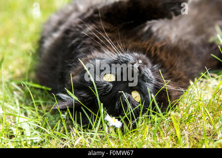 Black cat lying upside down in grass on a sunny day Stock Photo