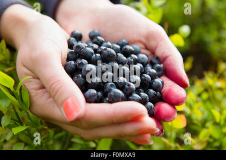 Woman picking healthy blueberries in the woods Stock Photo