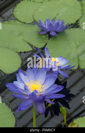 Beautiful water lilies at the Royal Botanic Gardens, Kew Stock Photo