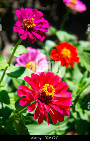 Colorful Zinnias in summer garden Stock Photo