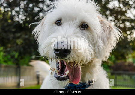 A white labradoodle flops his tongue out while looking at the camera Stock Photo