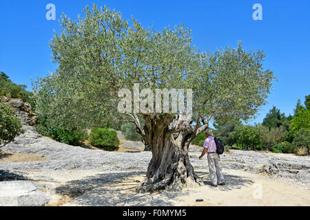 Tourist viewing the  very old (claimed to be 1000 years) olive tree at the Pont du Gard aquaduct site Stock Photo