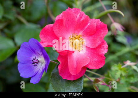 Pink rose and blue geranium in an herbaceous border. Stock Photo