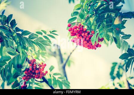 Vintage photo of red rowan fruits on branch. Nature background of mountain ash. Stock Photo