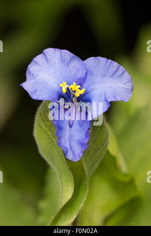 Single blue flowers are produced on a daily basis from the buds of Commelina tuberosa Coelestis Group Stock Photo