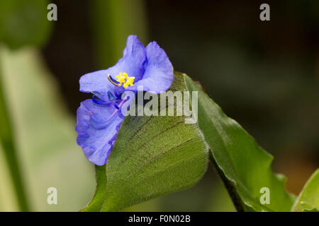 Single blue flowers are produced on a daily basis from the inflated terminal buds of Commelina tuberosa Coelestis Group Stock Photo