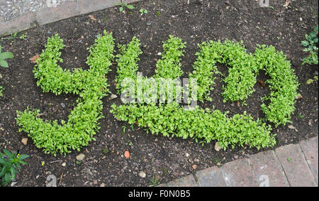 Lepidium sativum. Fine curled cress spelling YUM in a garden border at RHS Wisley Gardens, Surrey, England Stock Photo