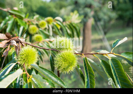 Chestnut branch with closed burr, green tree and blue sky in out of focus background Stock Photo